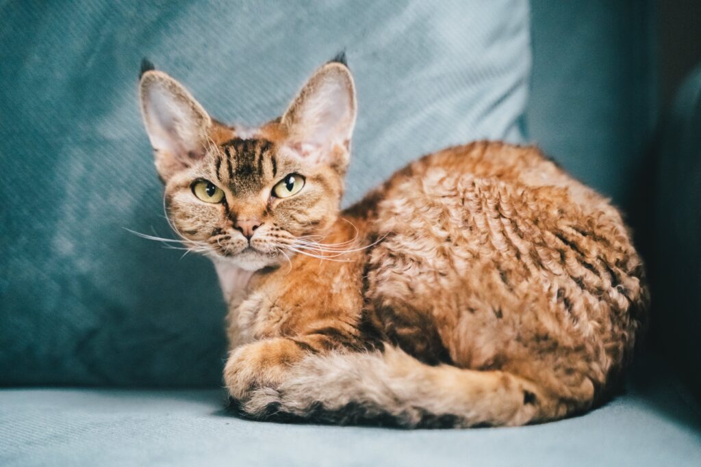 25 Compassionate Cat Breeds Known for Their Remarkable Emotional Intelligence