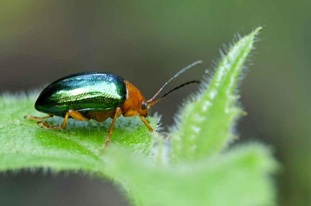 These 20 Tiny Bugs Actually Save Our Planet Every Day