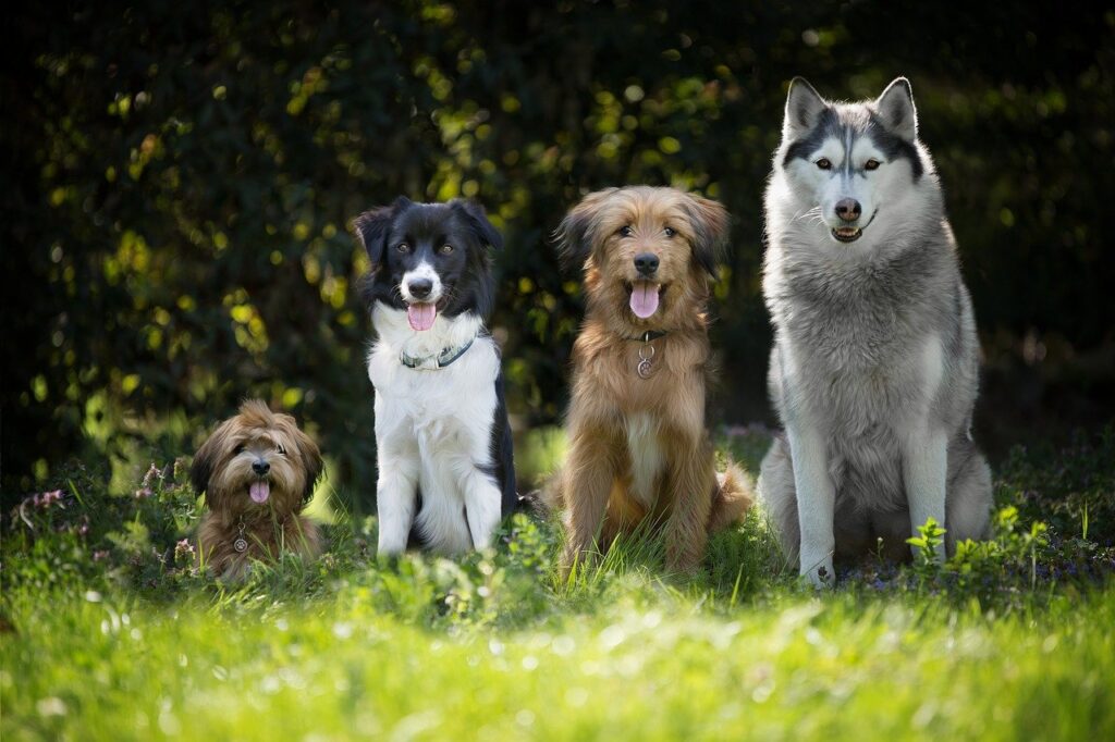 25 Best Guard Dog Breeds to Consider Adding to Your Family