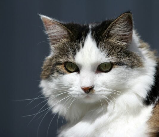 15 Best Cat Breeds for Homes with Multiple Felines and 8 That Thrive Alone