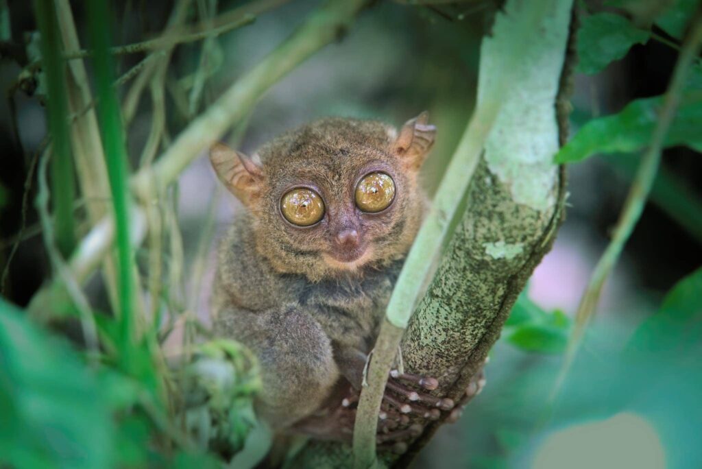 These are the 28 Smallest Mammals on Earth