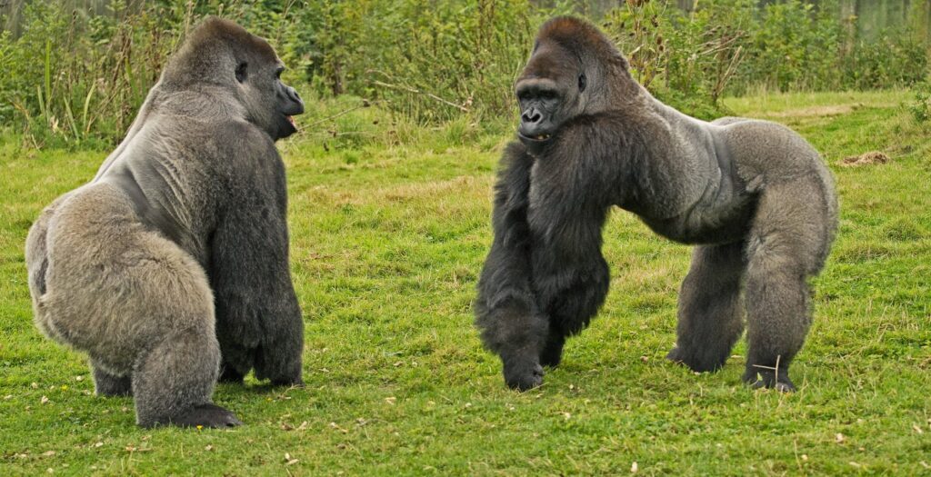 25 Reasons a Silverback Gorilla Would Demolish 20 Humans in Combat