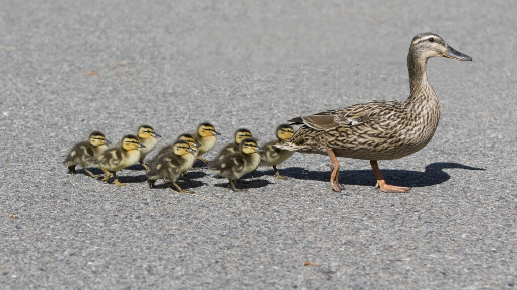 Brake or Swerve? The Ultimate Guide to Navigating 34 Different Animal Crossings