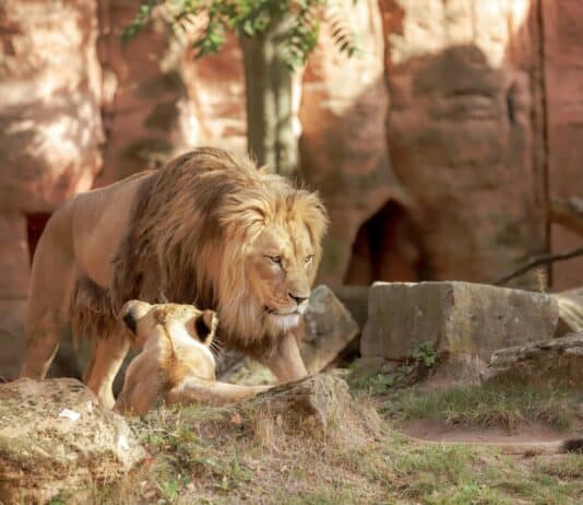 12 Zoos Leading the Way in Conservation Science