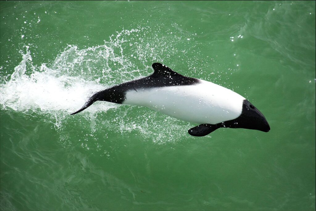 Sound Hunters: 33 Incredible Animals That Navigate Their World Through Echoes