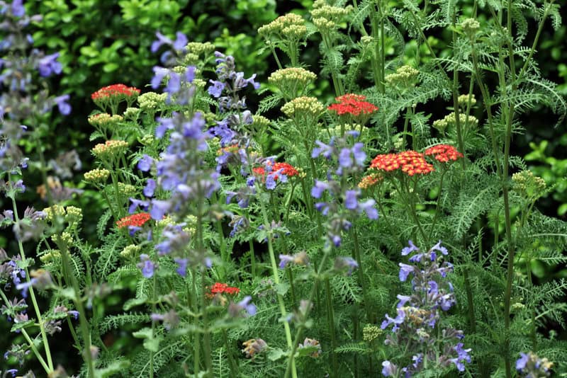 25 Pollinator-Friendly Plants to Support Local Ecosystems in Your Backyard