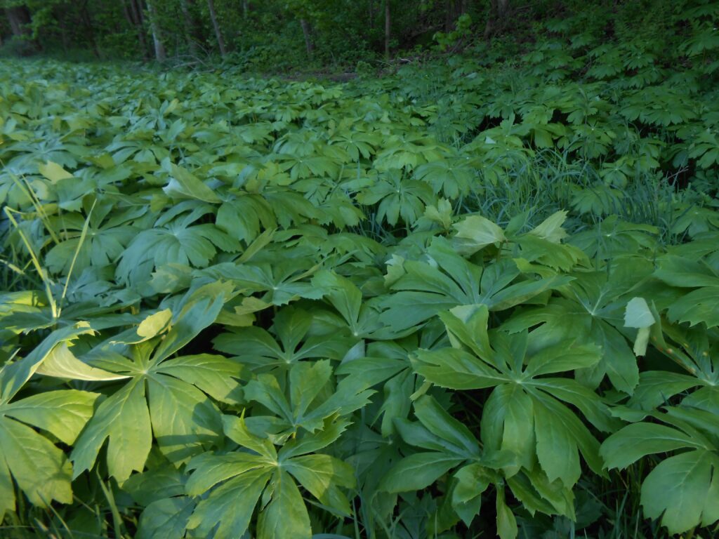 32 Times Deadly Poison Became Your Life-Saving Medication