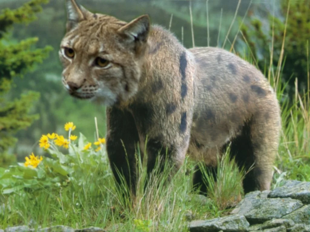 30 Astonishing Animal Hybrids Straight From Nature