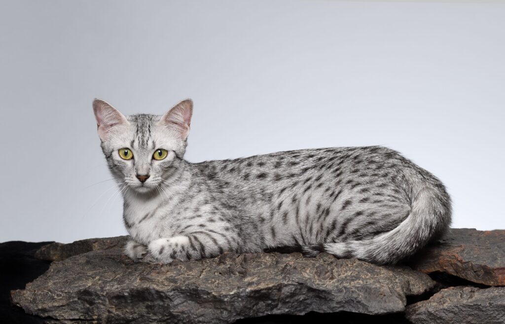 25 Unique Cat Breeds That You’ve Probably Never Seen