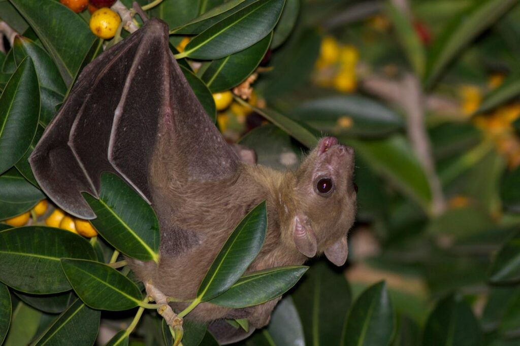 Sound Hunters: 33 Incredible Animals That Navigate Their World Through Echoes