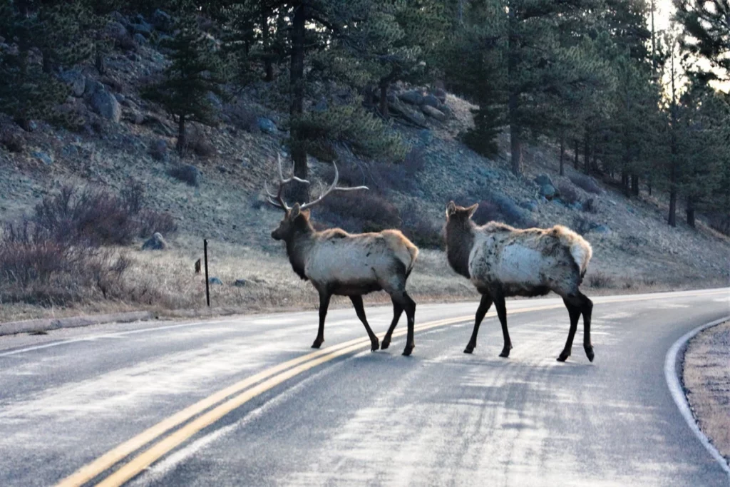 Brake or Swerve? The Ultimate Guide to Navigating 34 Different Animal Crossings