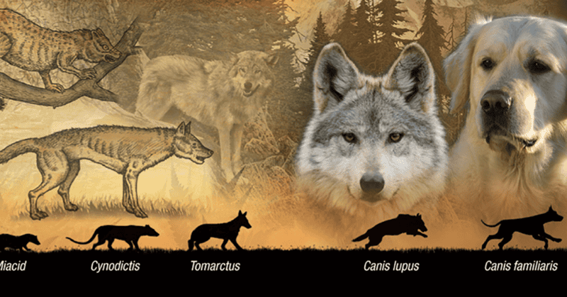 30 Animals That Traded Freedom for Friendship: The Story of Domestication