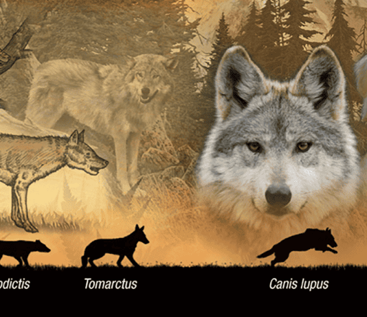 30 Animals That Traded Freedom for Friendship: The Story of Domestication