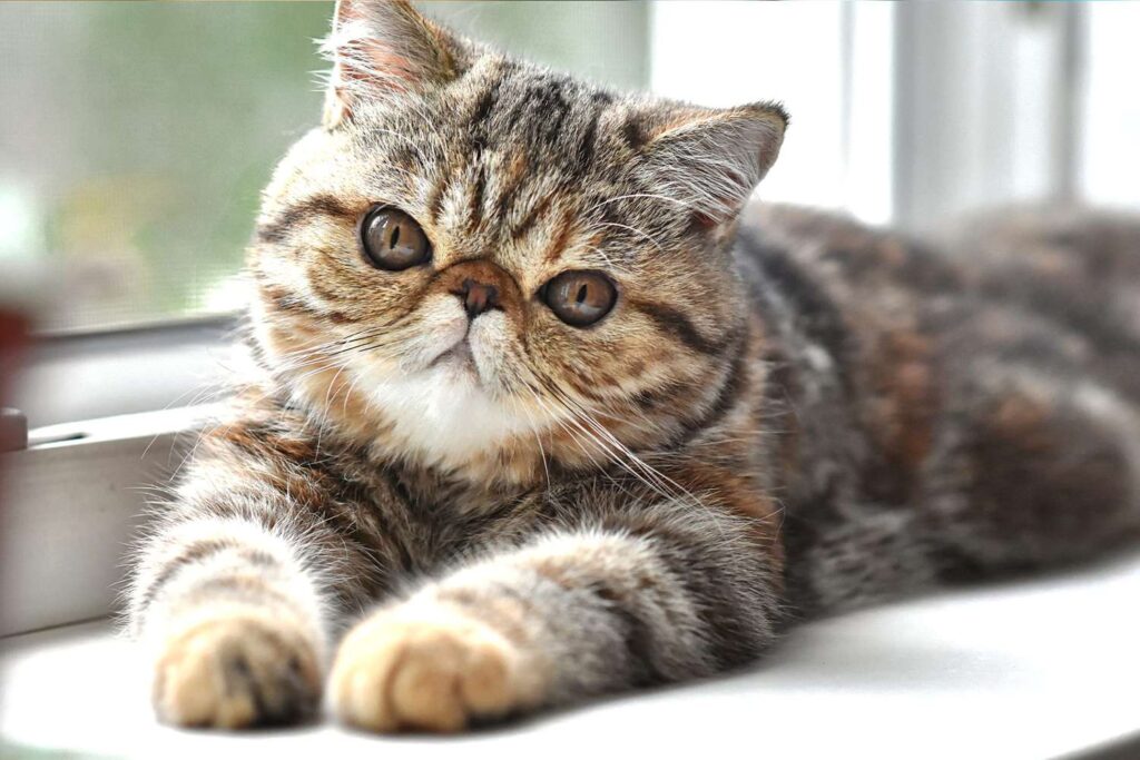 25 Compassionate Cat Breeds Known for Their Remarkable Emotional Intelligence