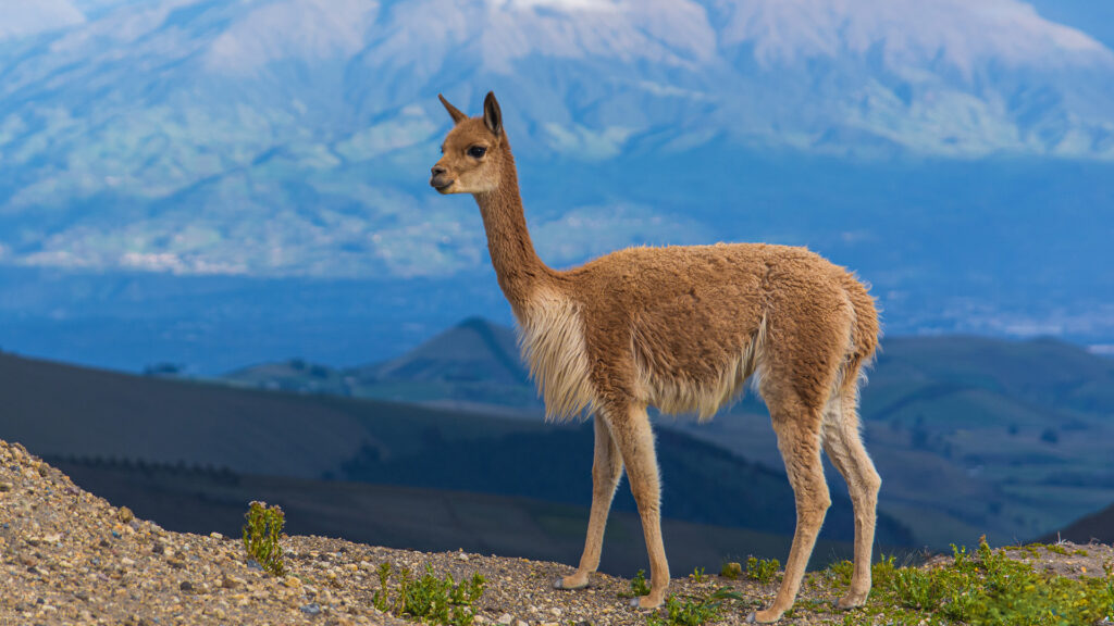 30 Animals That Traded Freedom for Friendship: The Story of Domestication