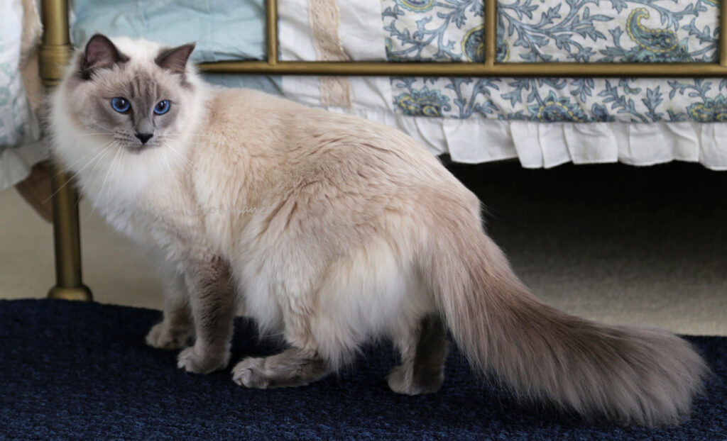 25 Compassionate Cat Breeds Known for Their Remarkable Emotional Intelligence