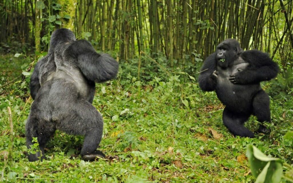 25 Reasons a Silverback Gorilla Would Demolish 20 Humans in Combat