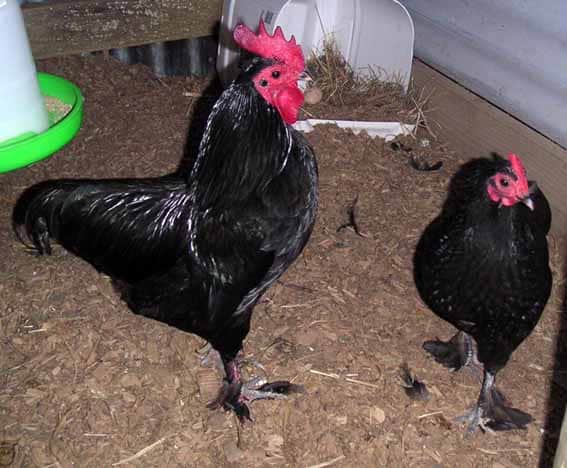25 of the Most Beautiful Domesticated Chickens in America