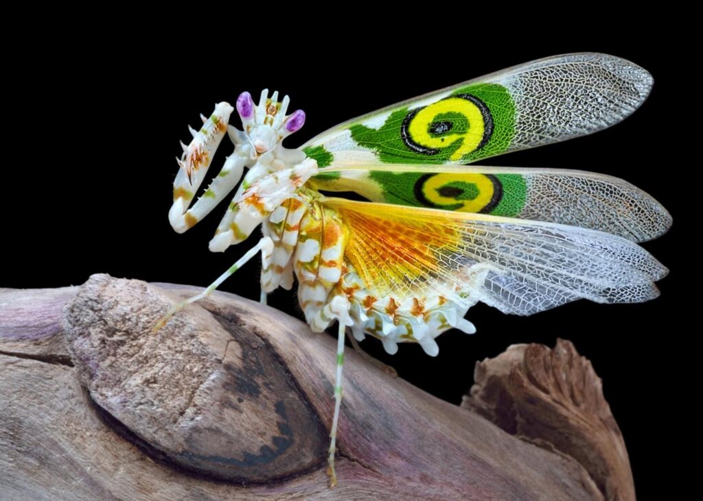 23 Insects So Beautiful You Won&#8217;t Believe They&#8217;re Real