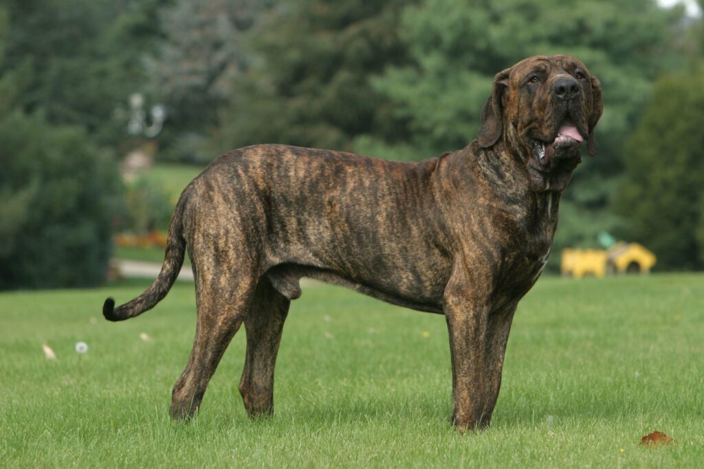 25 Best Guard Dog Breeds to Consider Adding to Your Family