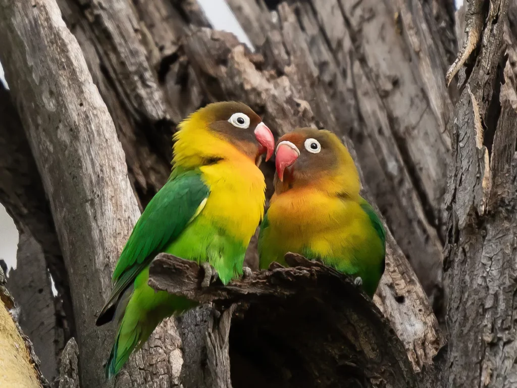 30 Animals That Traded Freedom for Friendship: The Story of Domestication