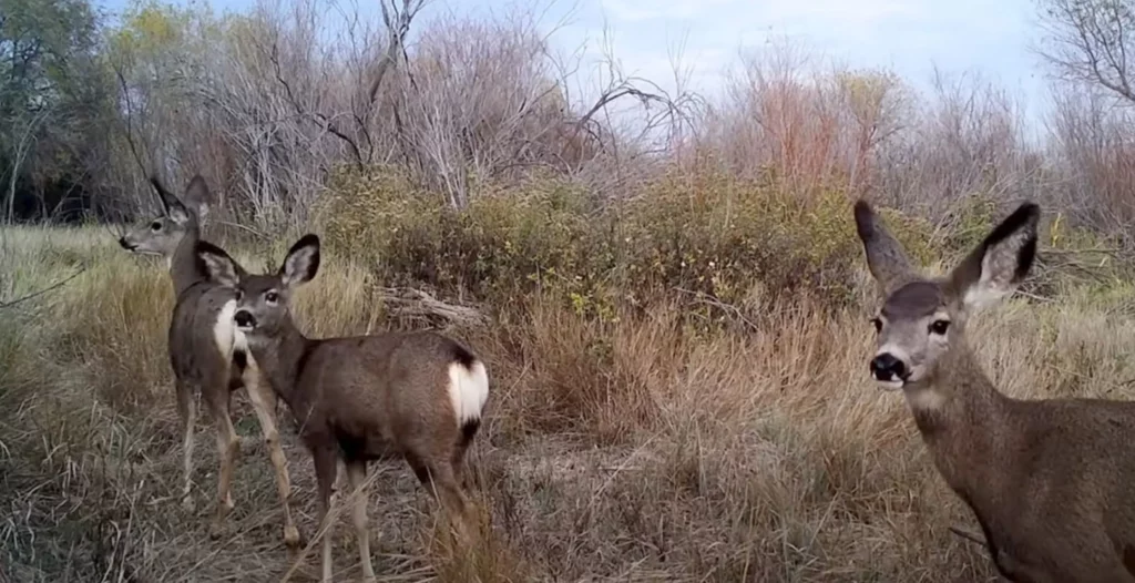 30 Astonishing Animal Hybrids Straight From Nature