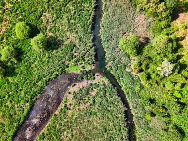 We Must Save Earth&#8217;s Wildlife In Order to Save Ourselves