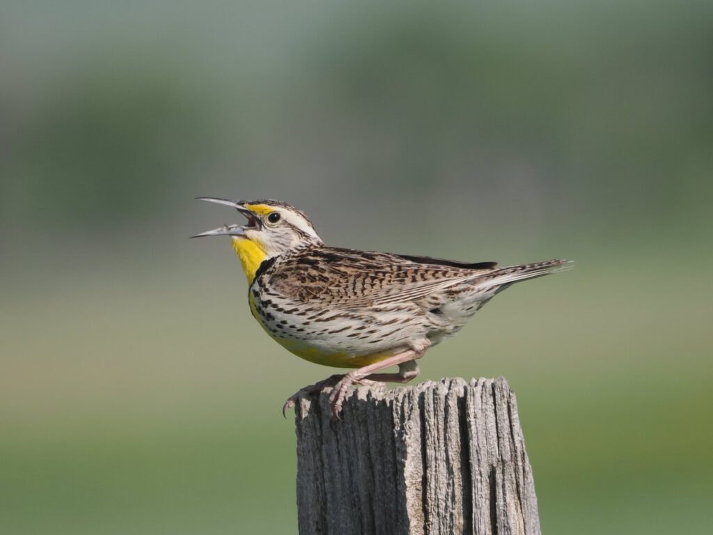 30 Astonishing Animal Hybrids Straight From Nature