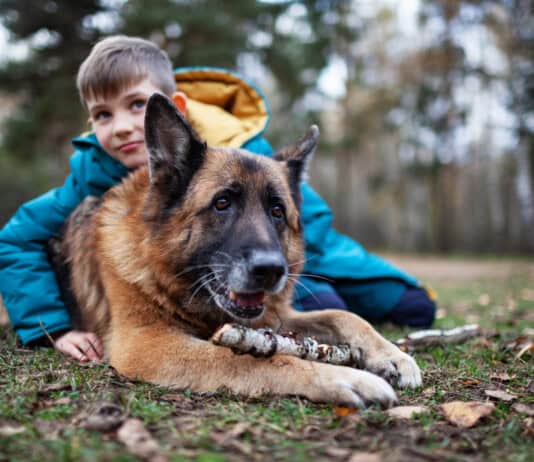 25 Best Guard Dog Breeds to Consider Adding to Your Family