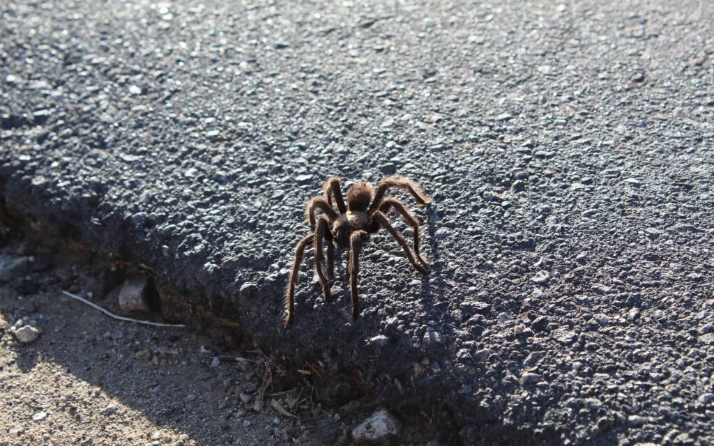 Brake or Swerve? The Ultimate Guide to Navigating 34 Different Animal Crossings