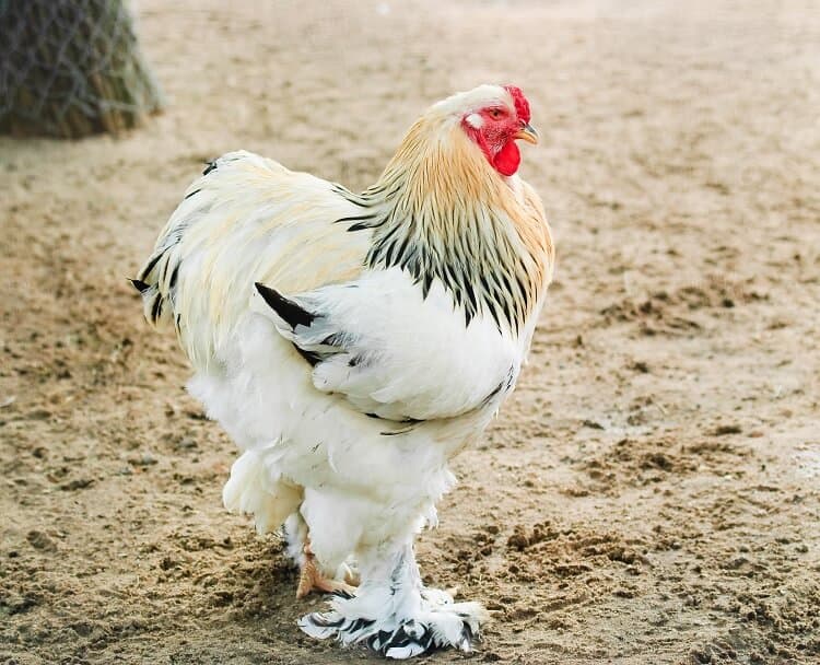 25 of the Most Beautiful Domesticated Chickens in America