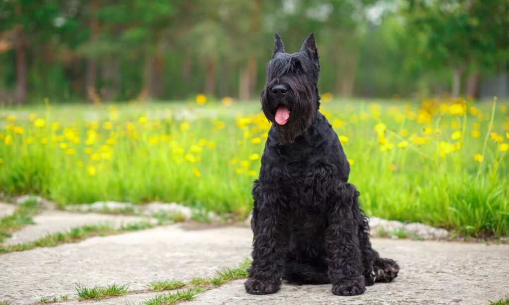 25 Best Guard Dog Breeds to Consider Adding to Your Family