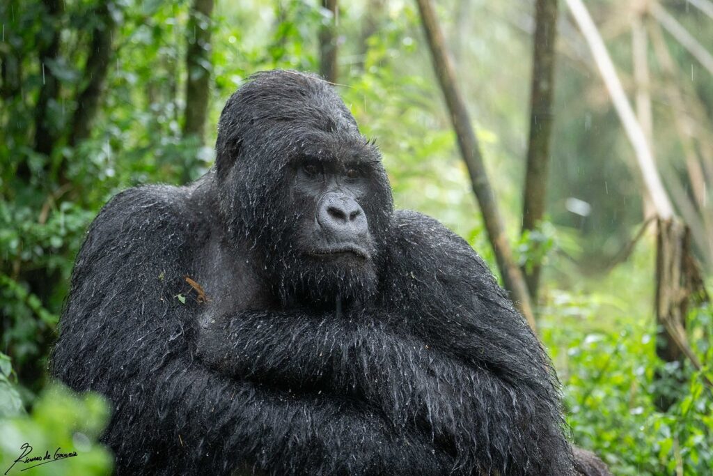 25 Reasons a Silverback Gorilla Would Demolish 20 Humans in Combat