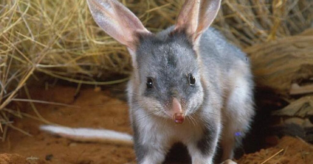 38 Weird and Fascinating Animals You Will Only Find in Australia
