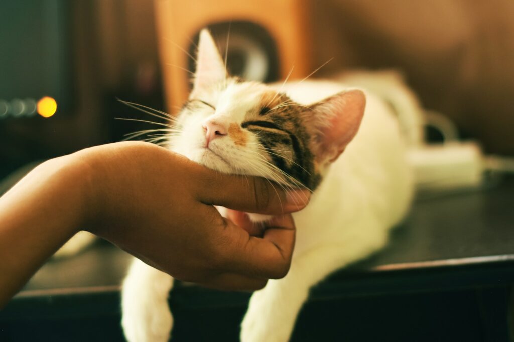 15 Behaviors That Show Your Cat Has Chosen You as Its Family and 5 You Need To Be Concerned About