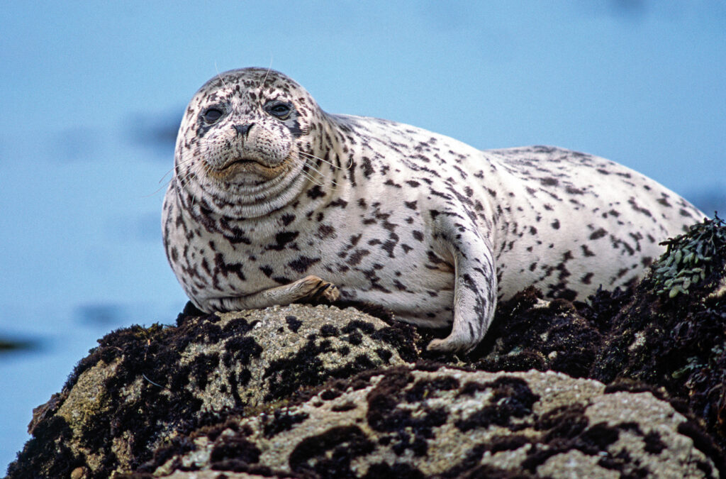 Earth&#8217;s Sonic Superstars: The 40 Loudest Animals Ranked