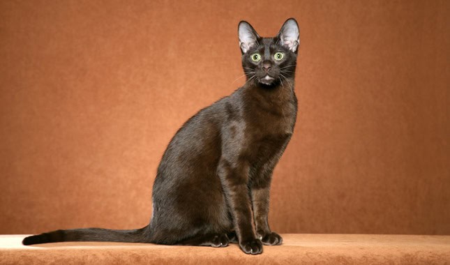 25 Unique Cat Breeds That You’ve Probably Never Seen