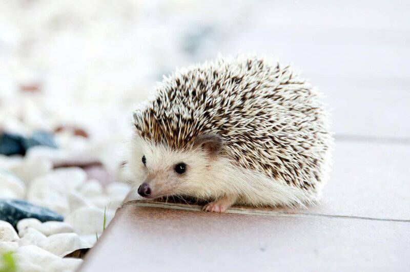 22 Pocket-Sized Pets That Are Perfect Companions
