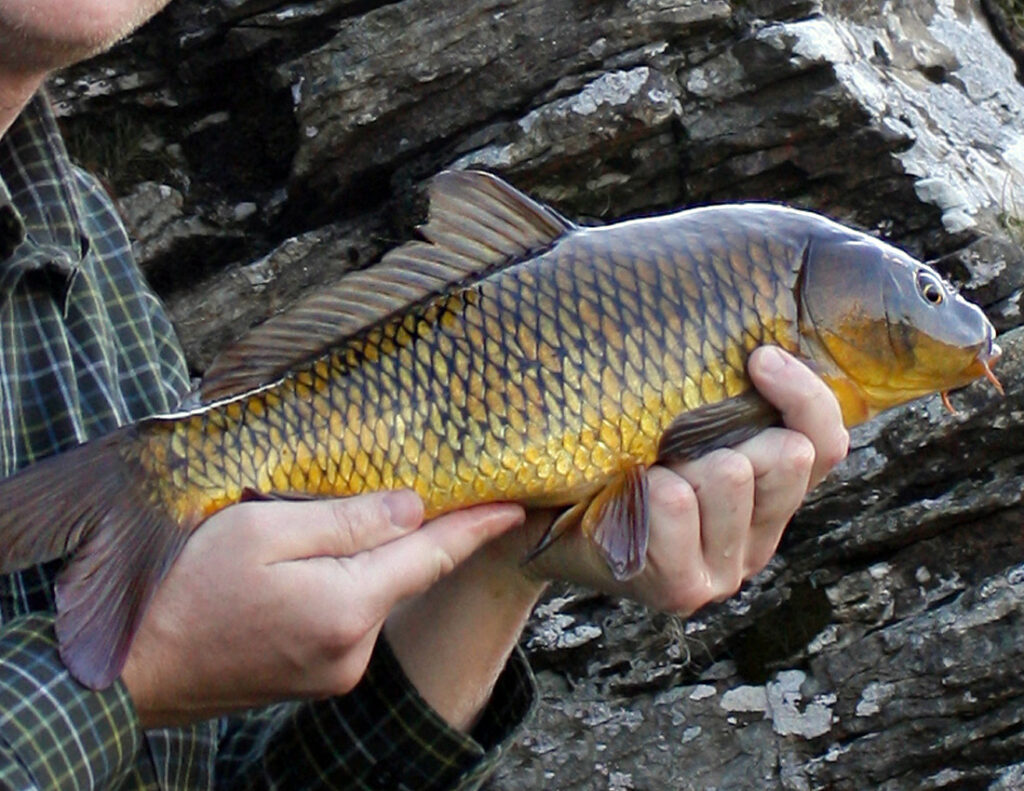 30 Animals That Traded Freedom for Friendship: The Story of Domestication