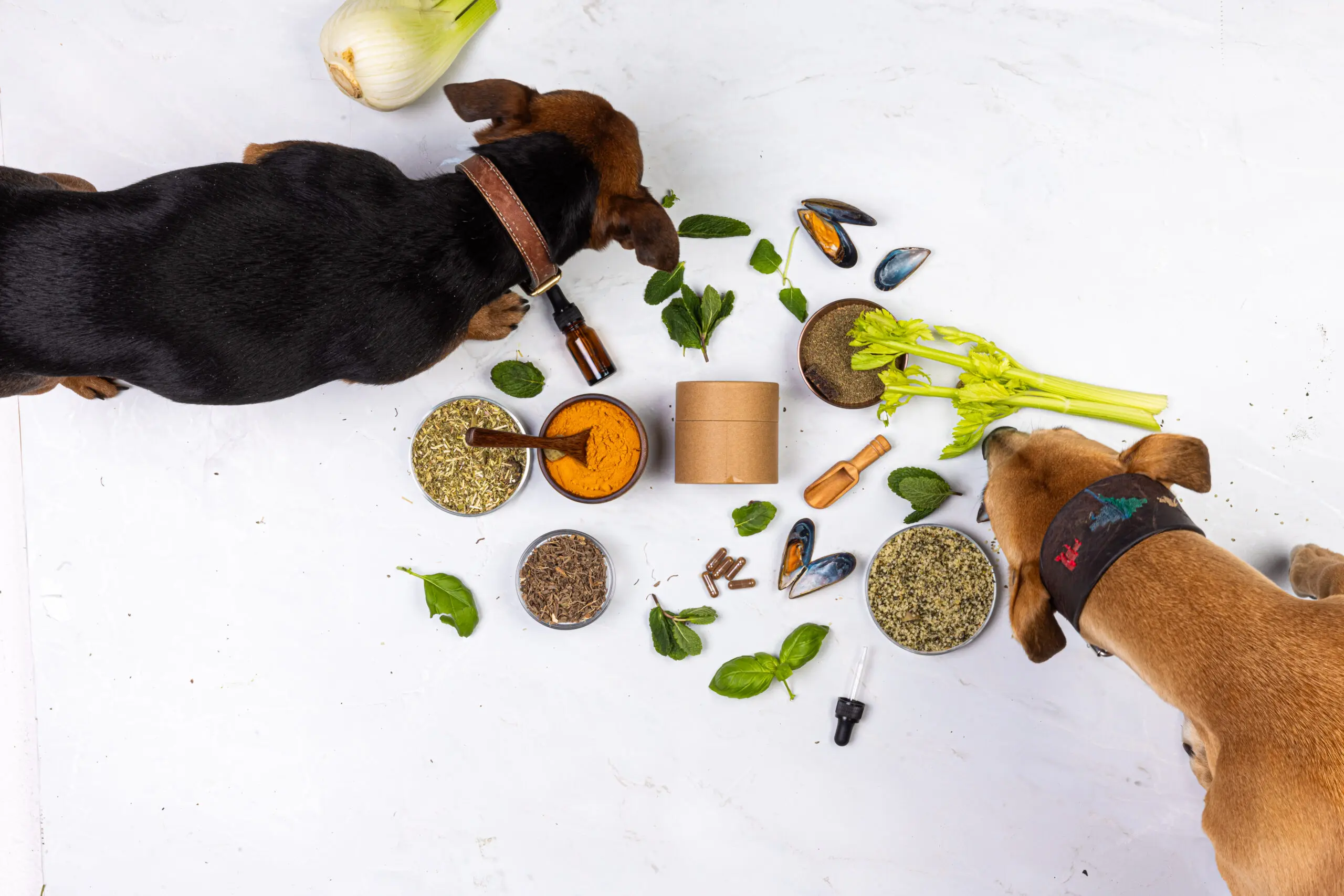 20 Essential Tools for Managing a Harmonious Multi-Pet Home in 2025