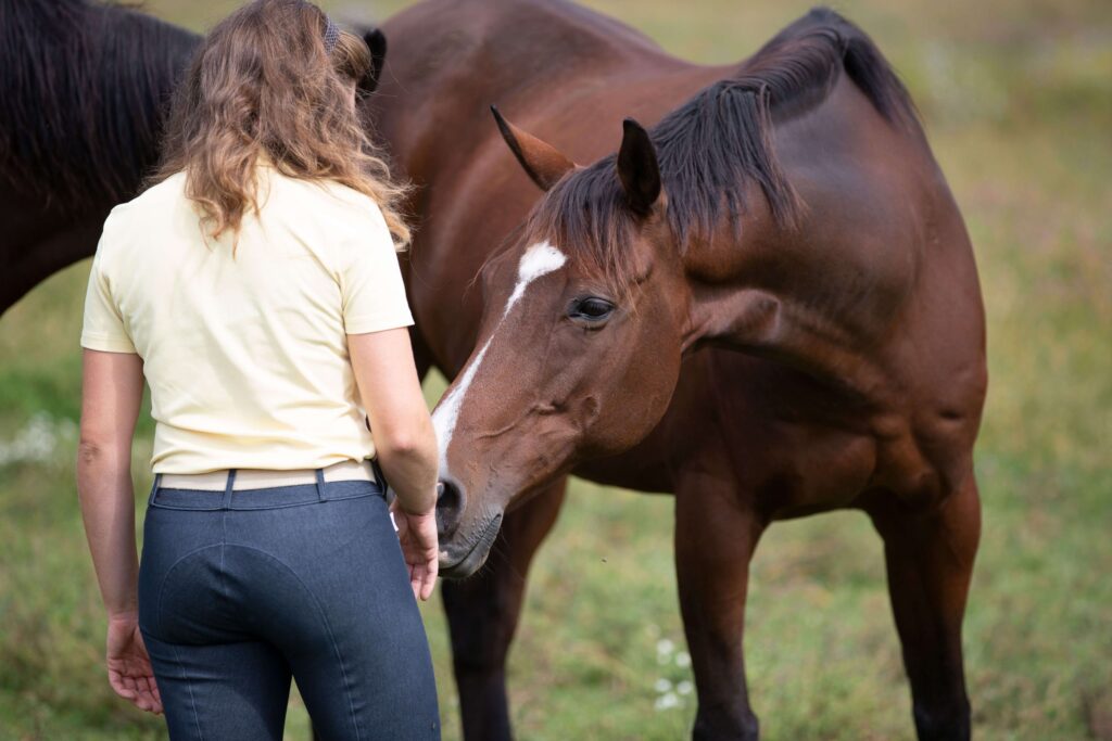Horse Is A Mirror Of Our Emotions Scaled