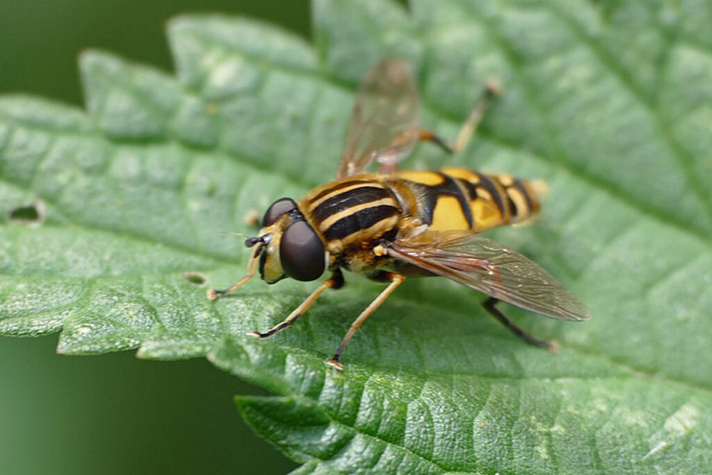 These 20 Tiny Bugs Actually Save Our Planet Every Day