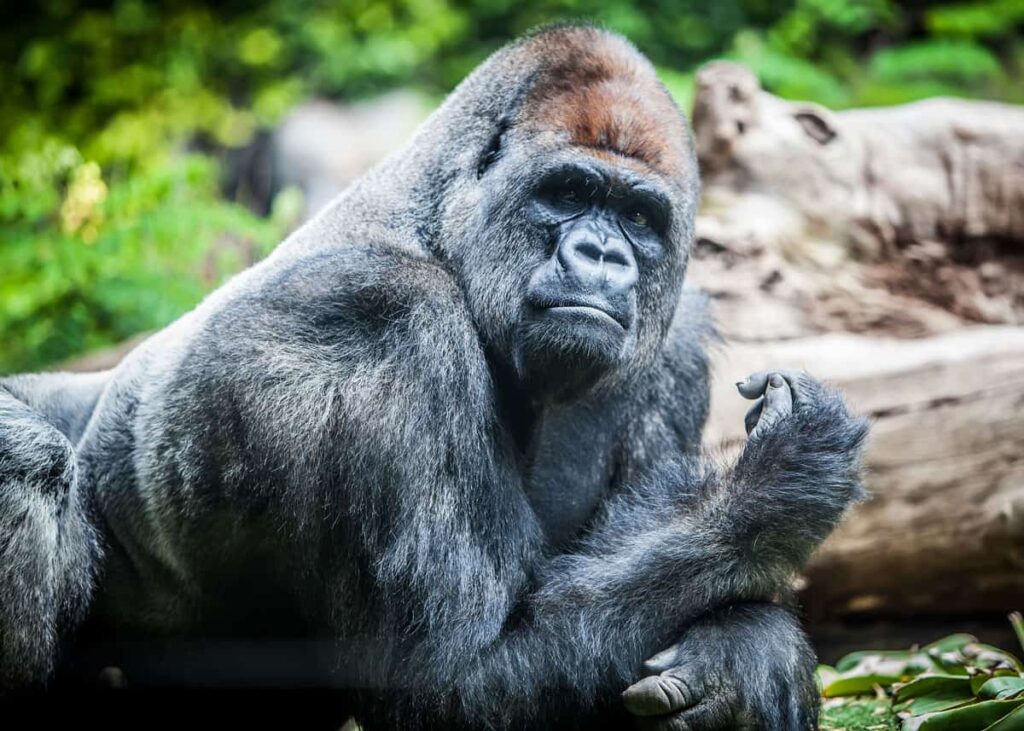 25 Reasons a Silverback Gorilla Would Demolish 20 Humans in Combat