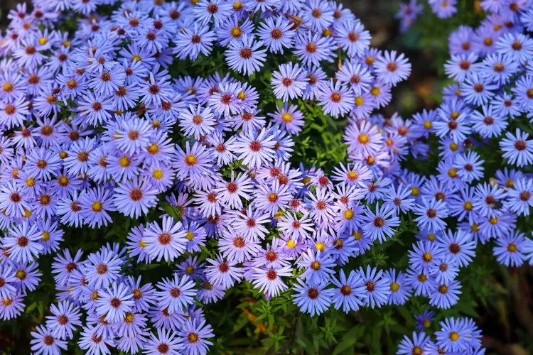 These 33 Plants Will Attract Butterflies To Your Garden