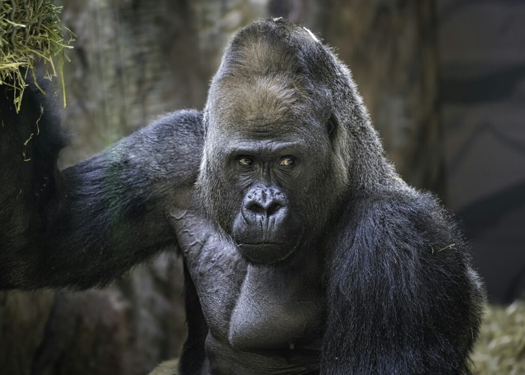 25 Reasons a Silverback Gorilla Would Demolish 20 Humans in Combat