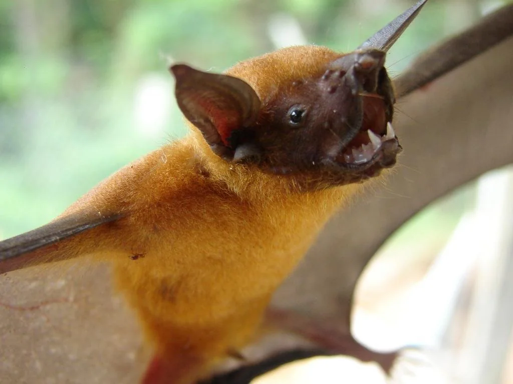 Sound Hunters: 33 Incredible Animals That Navigate Their World Through Echoes