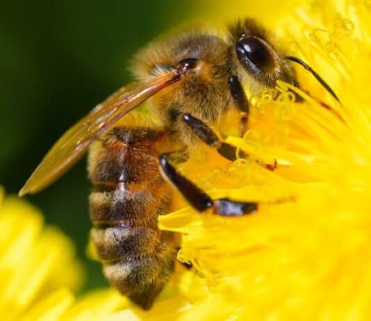 These 20 Tiny Bugs Actually Save Our Planet Every Day
