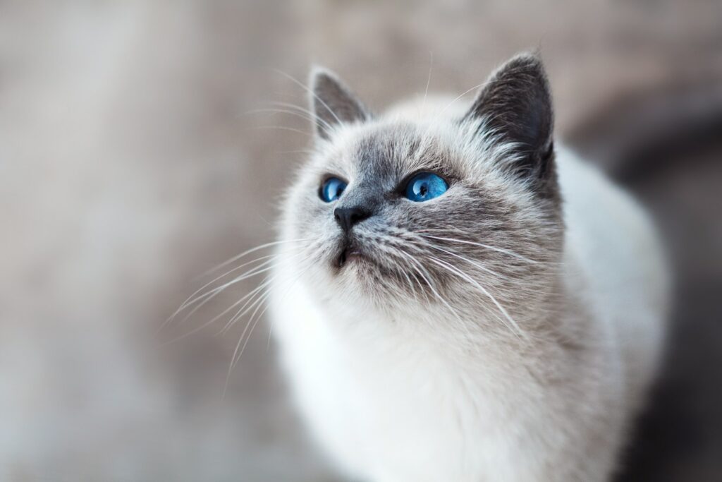 25 Compassionate Cat Breeds Known for Their Remarkable Emotional Intelligence