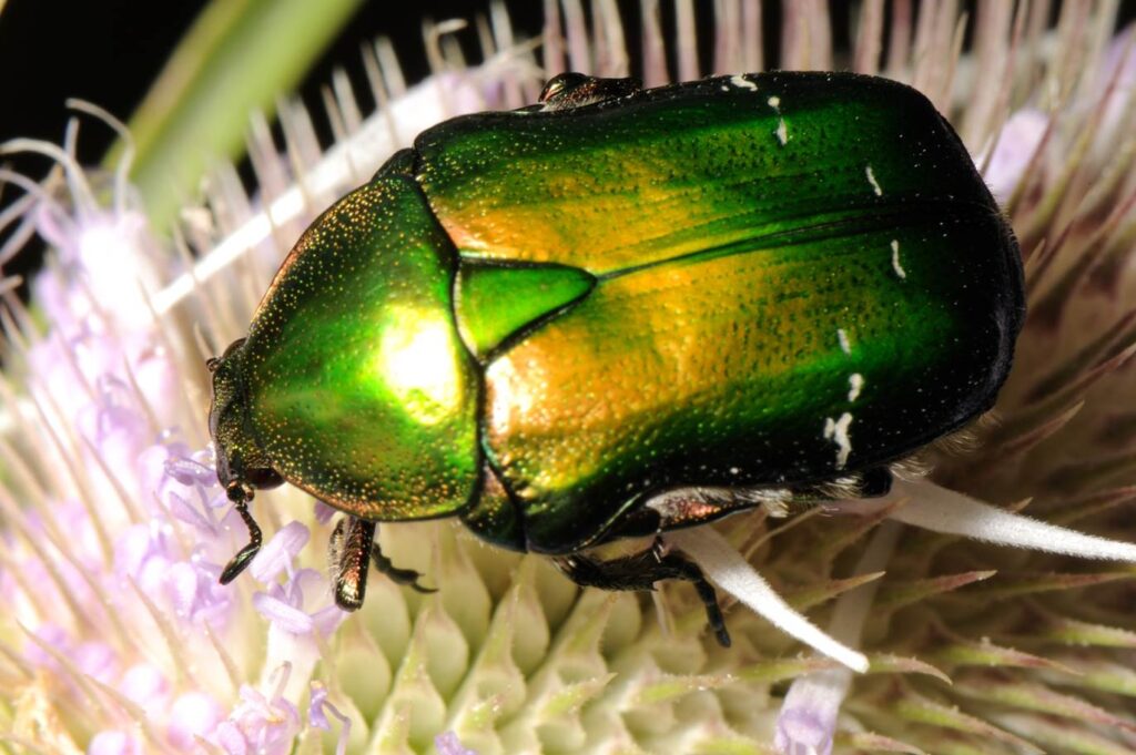 23 Insects So Beautiful You Won&#8217;t Believe They&#8217;re Real