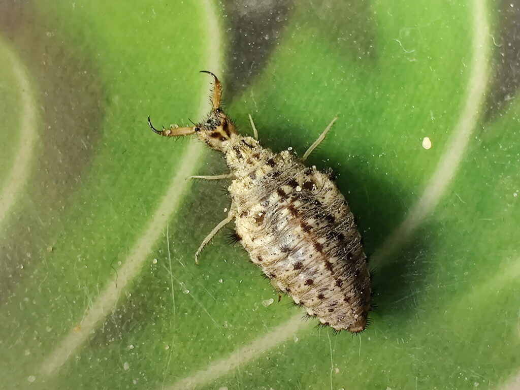 These 20 Tiny Bugs Actually Save Our Planet Every Day